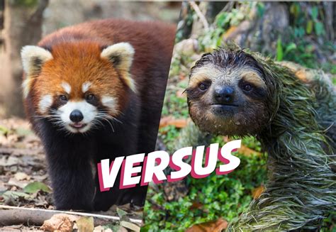 sloths red panda